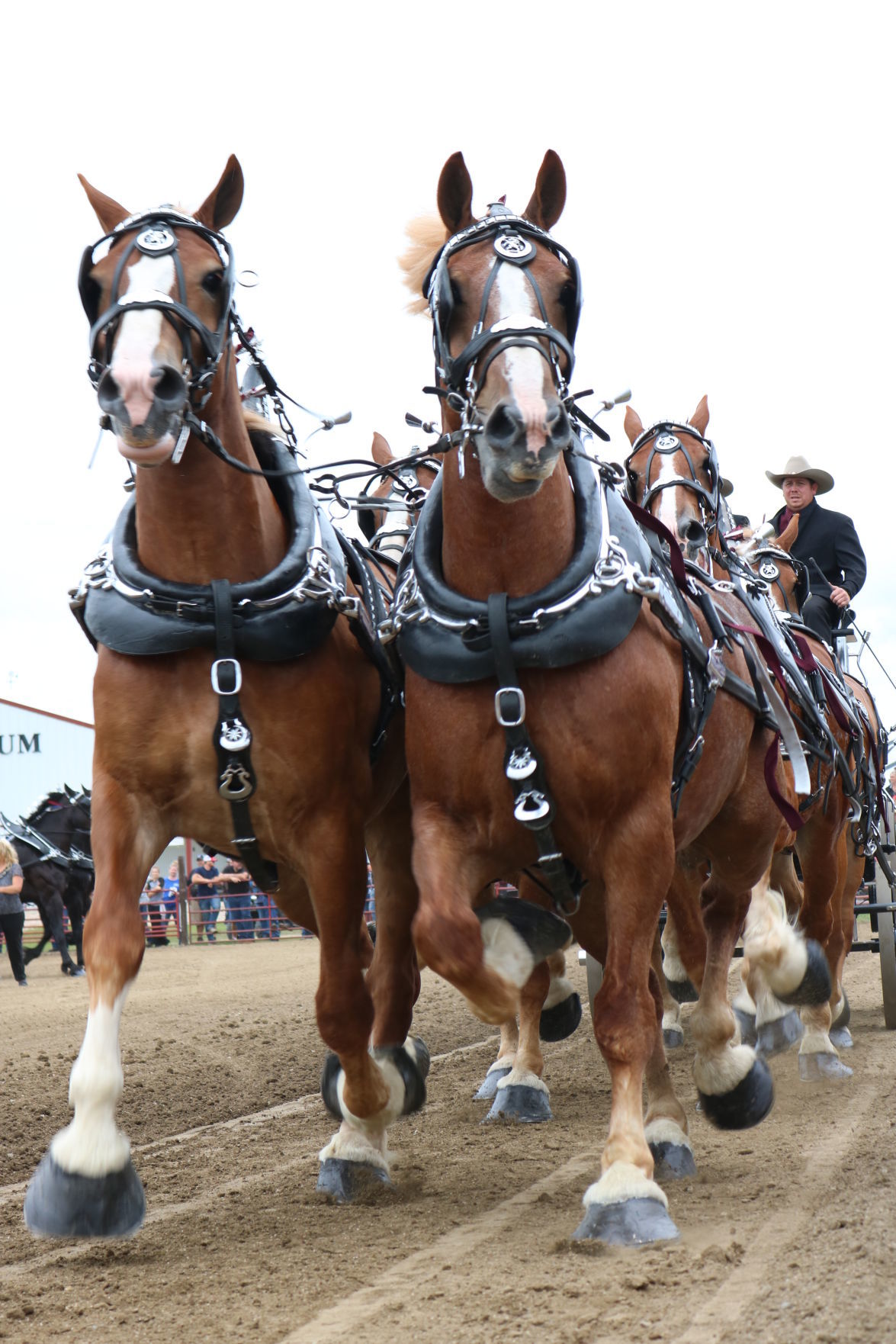 6-Horse Hitch 6